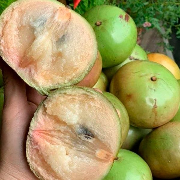  [Tiền Giang] Vú sữa Bơ Hồng 