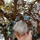  [Tiền Giang] Vú sữa lò rèn tím 