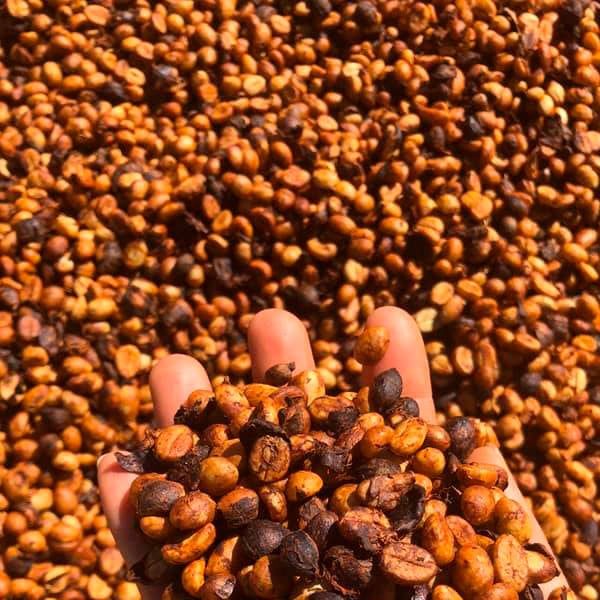  [Gia Lai] Cà phê hạt 