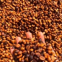  [Gia Lai] Cà phê hạt 