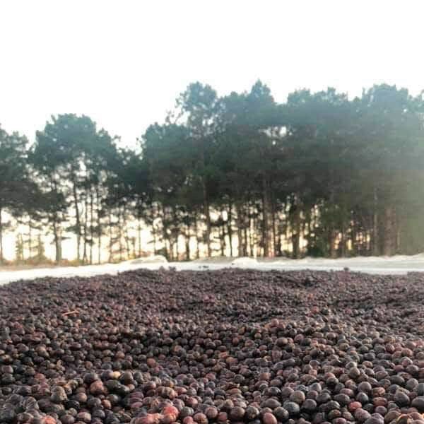  [Gia Lai] Cà phê hạt 