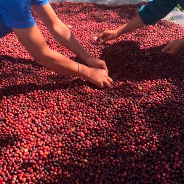  [Gia Lai] Cà phê hữu cơ 