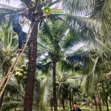  Dừa Dứa (xiêm thơm Thái) nguyên trái [Bến Tre] 