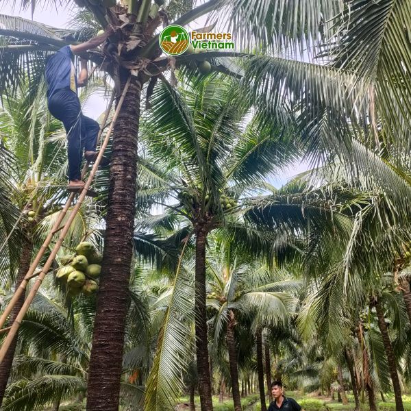  Dừa Dứa (xiêm thơm Thái) nguyên trái [Bến Tre] 