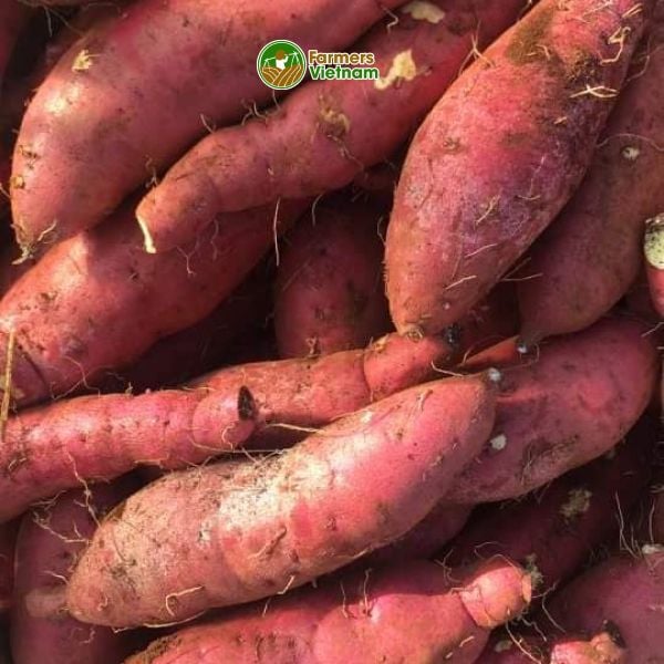  [Gia Lai] Khoai lang Nhật 