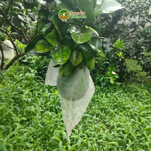  [Đồng Nai] Bưởi da xanh ruột hồng Long Khánh 