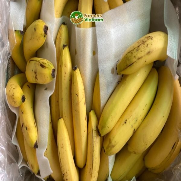  [Đồng Nai] Chuối già Nam Mỹ 