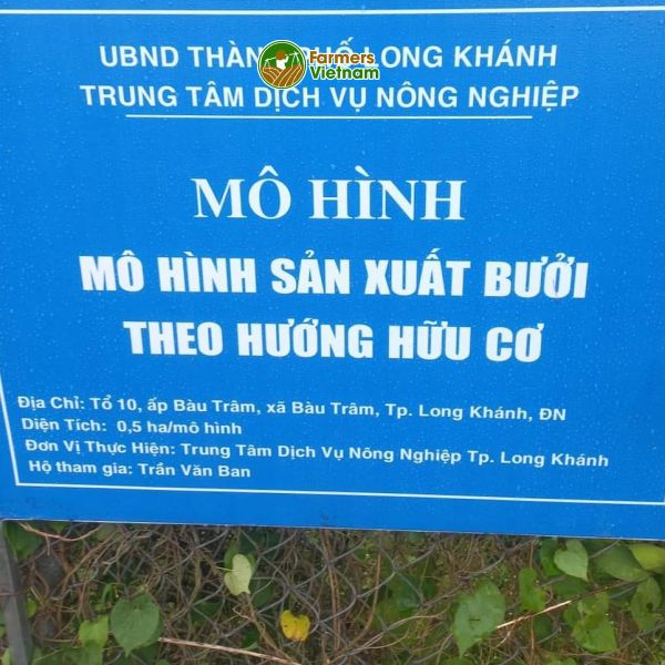  [Đồng Nai] Bưởi da xanh ruột hồng Long Khánh 
