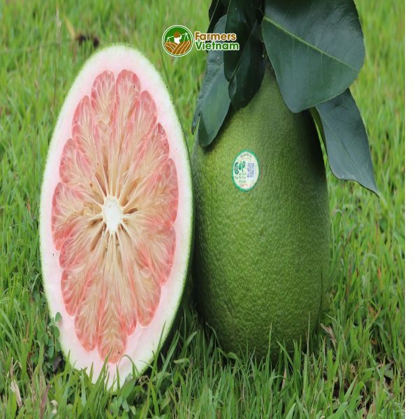  [Bến Tre] Bưởi da xanh - Cô gái bưởi hồng 