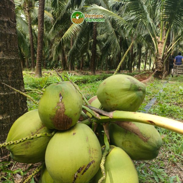  Dừa Dứa (xiêm thơm Thái) nguyên trái [Bến Tre] 