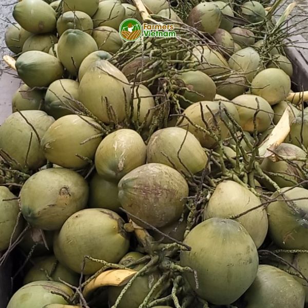  Dừa xiêm xanh nguyên trái [Bến Tre] 