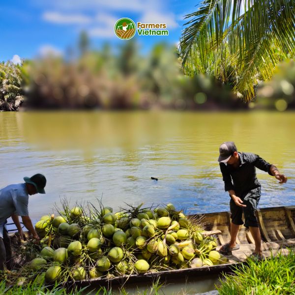  Dừa xiêm xanh nguyên trái [Bến Tre] 