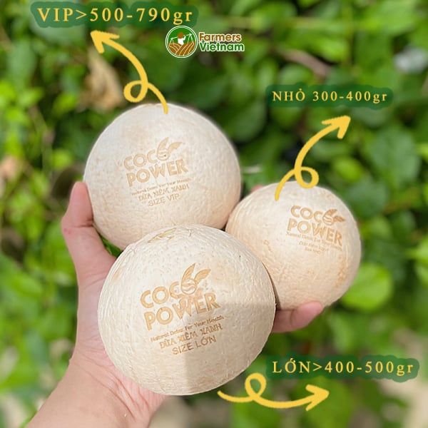  Dừa xiêm xanh gọt trọc [Bến Tre] 