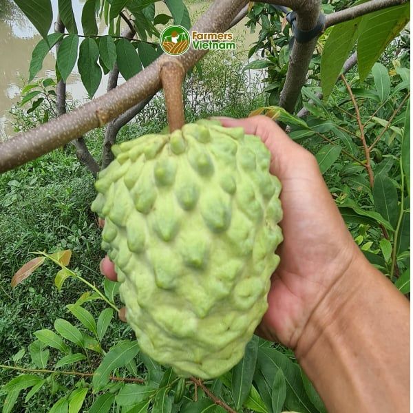  [Cần Thơ] Na Đài (Na dứa) tiêu chuẩn Global GAP 