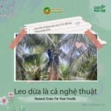  Dừa Dứa gọt trọc (xiêm thơm Thái) [Bến Tre] 