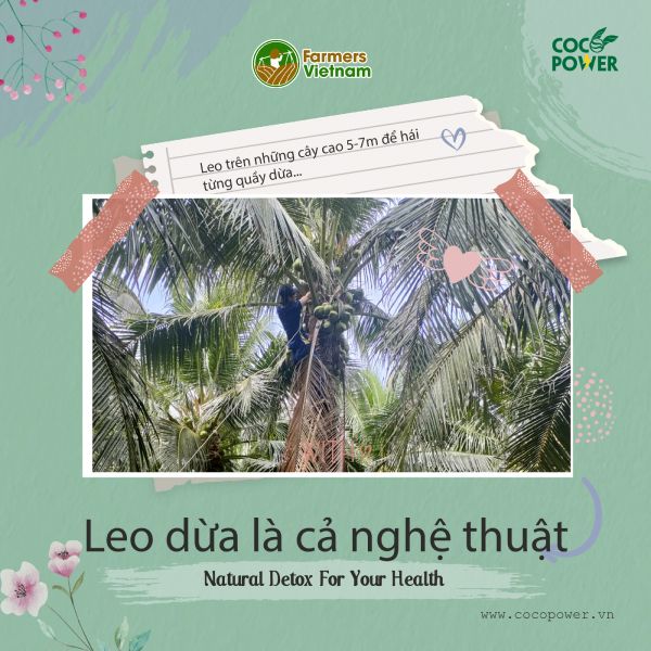  Dừa Dứa gọt trọc (xiêm thơm Thái) [Bến Tre] 