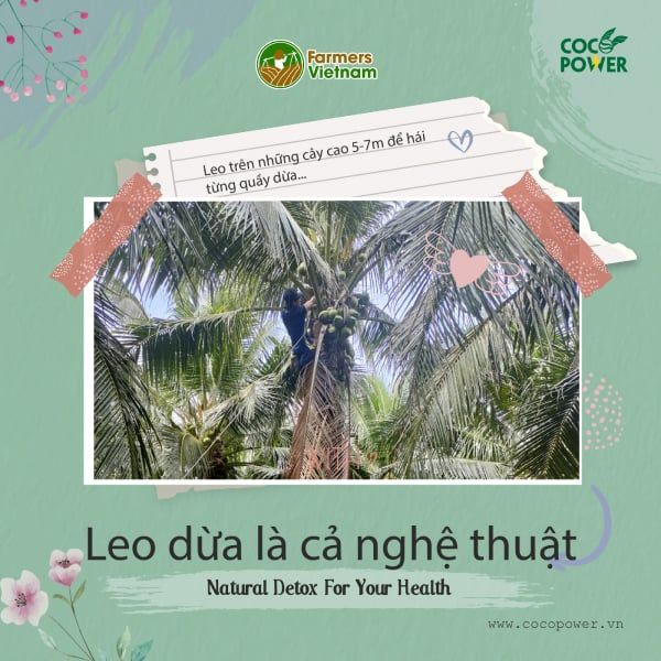  Dừa xiêm xanh gọt trọc [Bến Tre] 