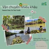  Dừa xiêm xanh gọt trọc [Bến Tre] 