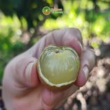  [Cần Thơ] Thanh nhãn tiêu chuẩn Global GAP 