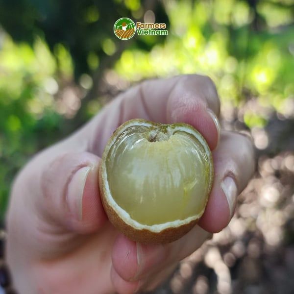  [Cần Thơ] Thanh nhãn tiêu chuẩn Global GAP 