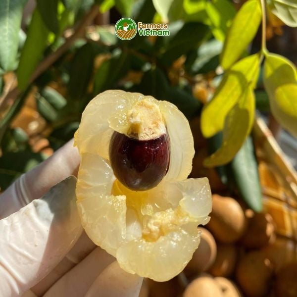  [Cần Thơ] Thanh nhãn tiêu chuẩn Global GAP 