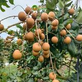  [Cần Thơ] Thanh nhãn tiêu chuẩn Global GAP 