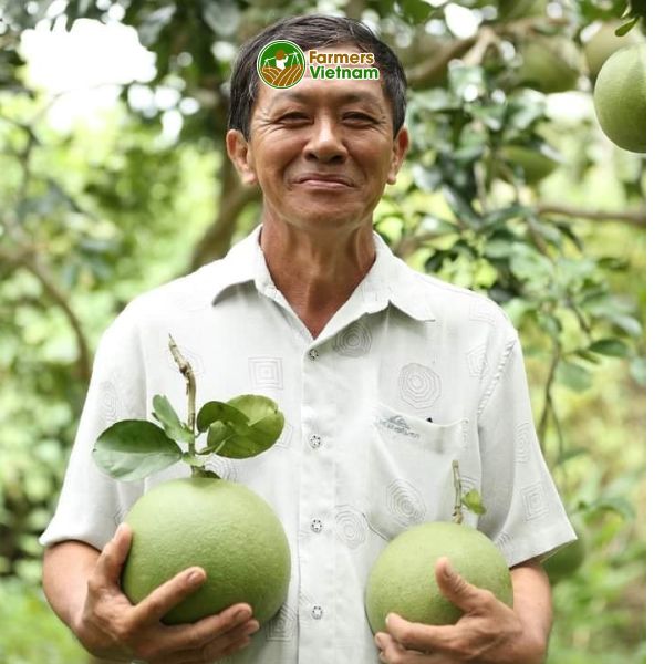  [Bến Tre] Bưởi da xanh - Cô gái bưởi hồng 