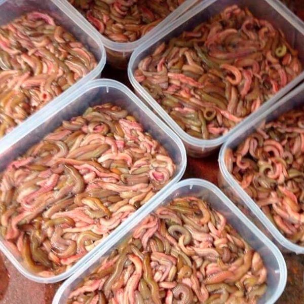  [Hải Phòng] Rươi ngủ đông (200gr/hộp) 