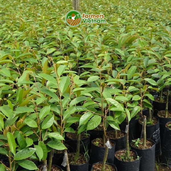  Cây giống sầu riêng 6Ri 