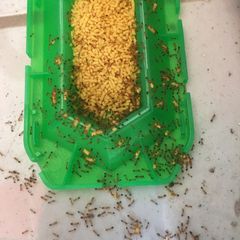 Bộ 2 Hộp Diệt Kiến Super Arinosu Koroki Của Nhật Bản
