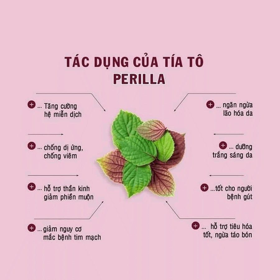 Trà tía tô Nhật Bản Shiso hộp 22 túi lọc