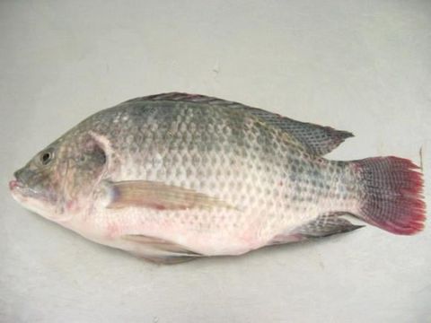  BLACK TILAPIA 