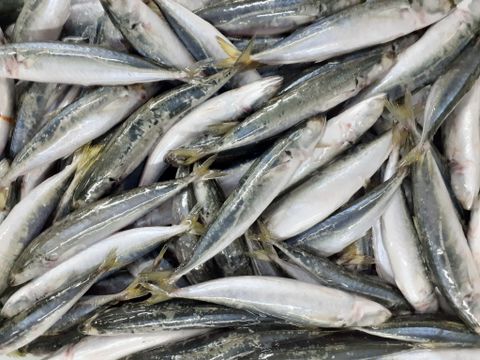  LAYANG SCAD (ROUND SCAD MALE) - Decapterus Macrosoma 