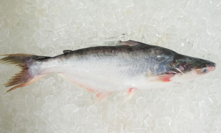  FROZEN PANGASIUS WR 