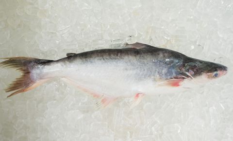  FROZEN PANGASIUS WR 