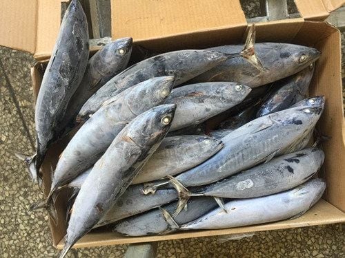 FRIGATE TUNA – eaternsafeseafood