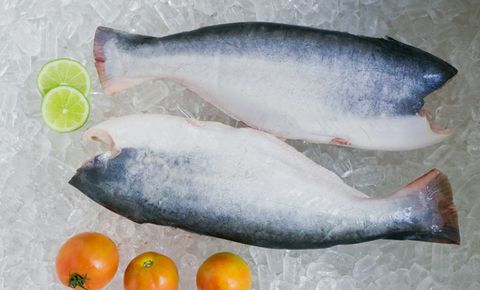  FROZEN PANGASIUS HGT 