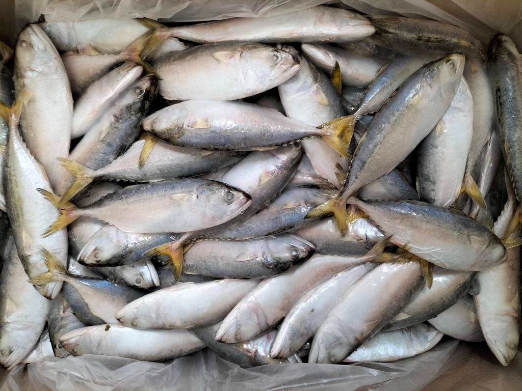  SHORT-BODIED MACKEREL - Rastrelliger Brachysoma 