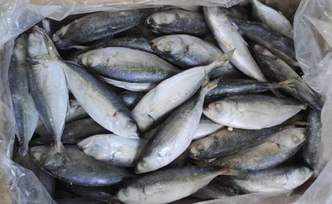  BIG EYE SCAD - Selar Crumenophthalmus 