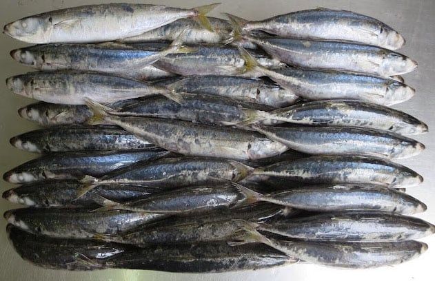  FROZEN MARUAJI FOR BAITH 