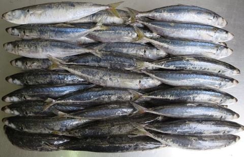  FROZEN MARUAJI FOR BAITH 