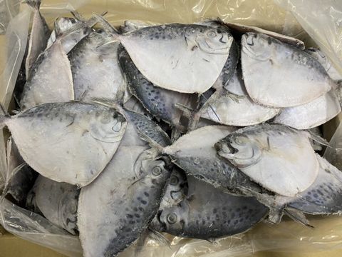  MOONFISH - Mene Maculata 