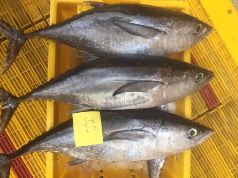  LONG TAIL TUNA 