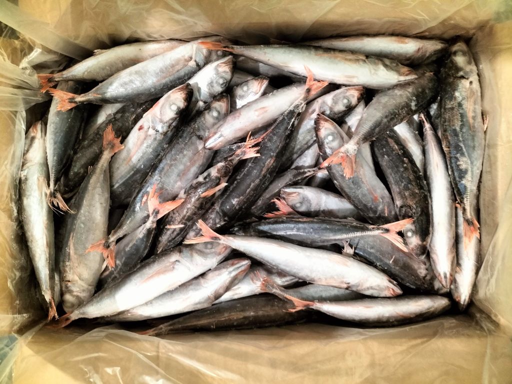  REDTAIL SCAD (Decapterus Kurroides) 