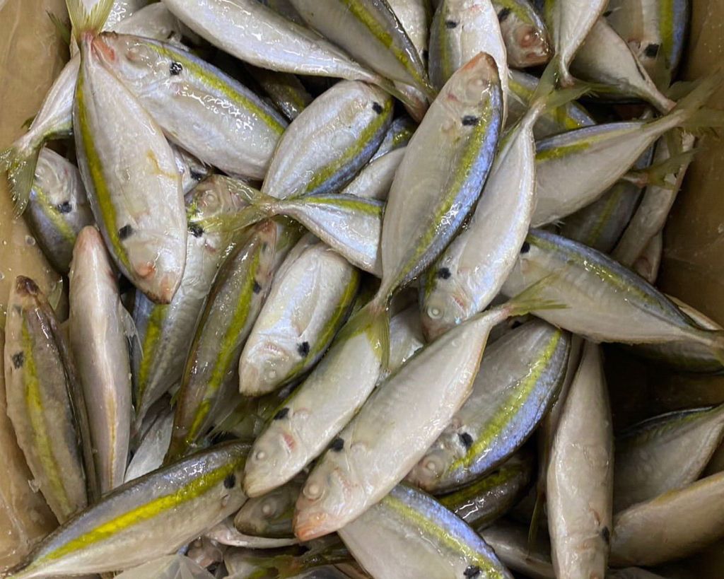  YELLOWSTRIPE SCAD - Selaroides Leptolepis 