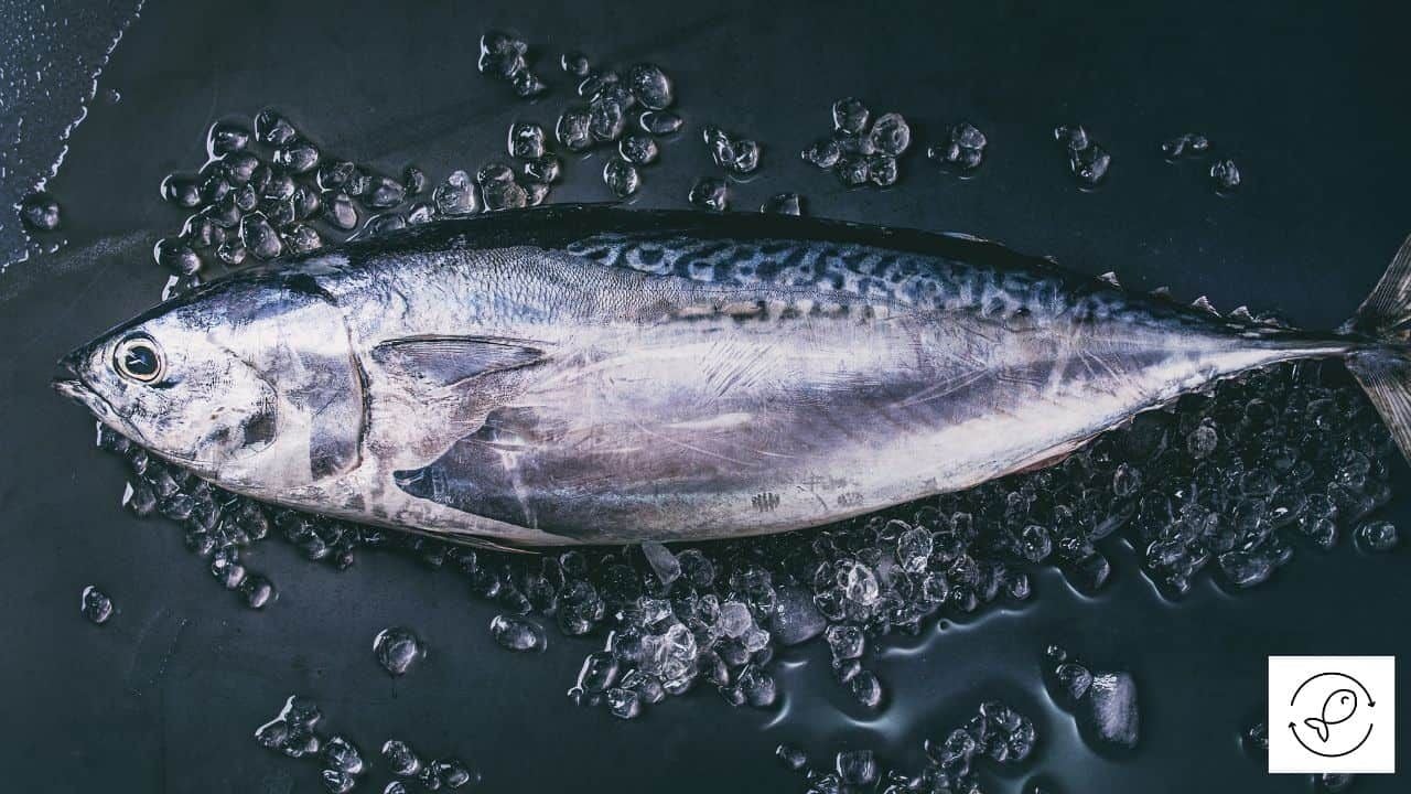 KAWAKAWA – eaternsafeseafood