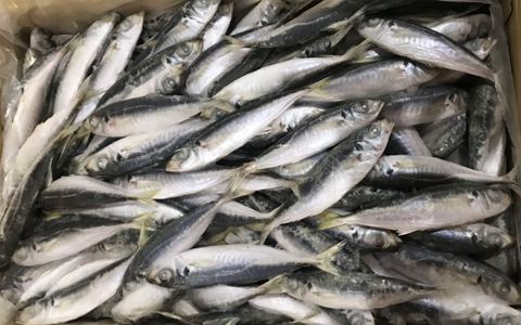  ROUND SCAD (FEMALE) - Decapterus Maruadsi 