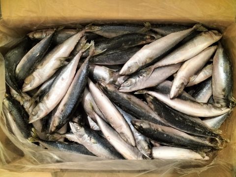  PACIFIC MACKEREL - Decapterus Punctatus 