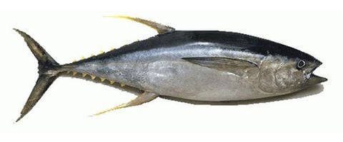  YELLOWFIN TUNA 