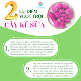  Viên uống thải độc gan Spring Leaf Liver Detox 